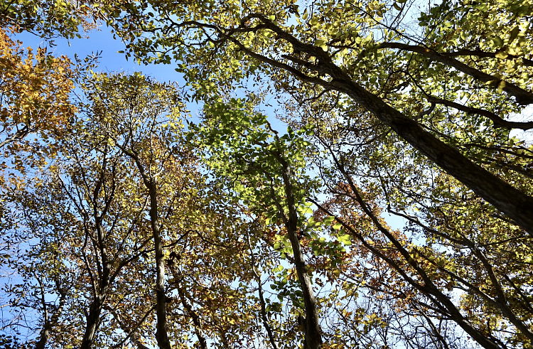 Более 65 тысяч гектаров леса восстановили в Приморье за пять лет.