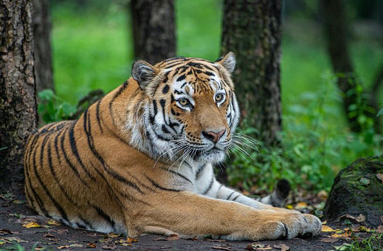 Численность амурского тигра в Приморье станет известна в сентябре