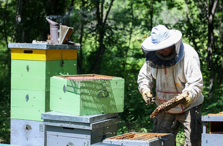 Эксперты: Спрос на приморский мед растет в России и за ее пределами.