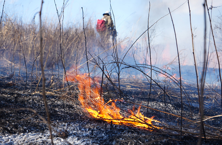 В 22 муниципалитетах Приморья введен особый противопожарный режим.