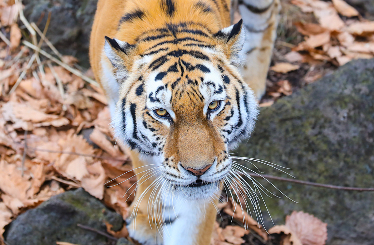 Три конфликтных тигра «объявлены в розыск» в Приморье
