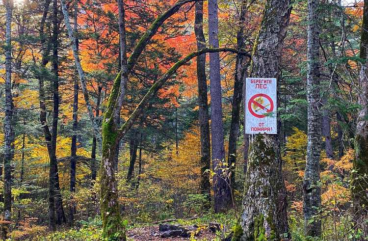 Приморцев предупреждают о возросшей пожарной опасности в лесах.