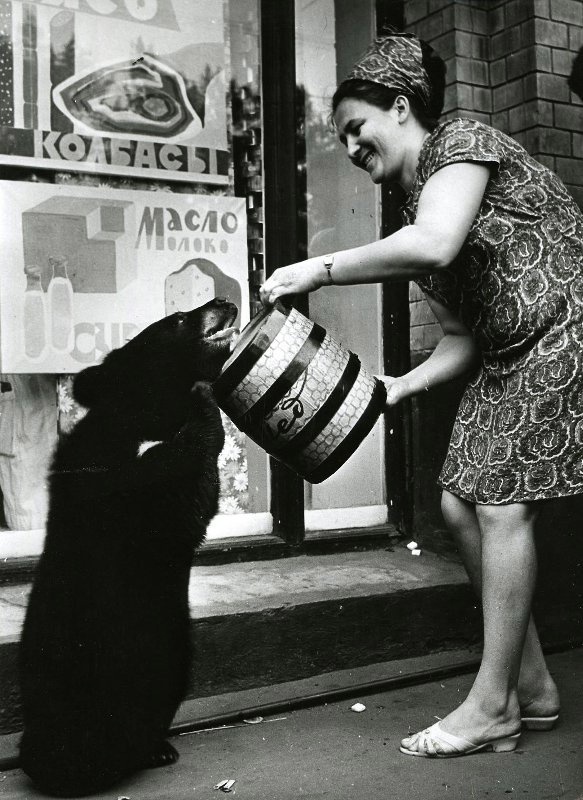 Угощение медведя медом в пчелосовхозе &amp;quot;Южный&amp;quot; .1973 г., Приморский край.