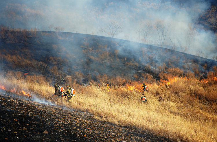 Природные пожары на площади более 2000 гектаров потушили в Приморье.