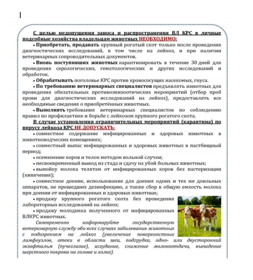 Памятка жителям по лейкозу крупного рогатого скота.